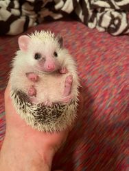 Rehoming beautiful baby hedgehog