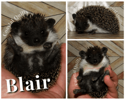 Pedigreed Hedgehogs with Health Garantees