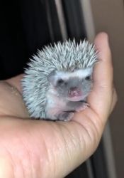 Baby hedgehogs for sale