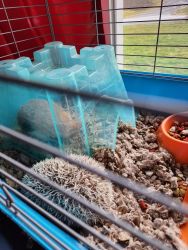 Hedge hog and cage free