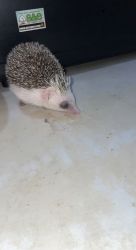 Hedgehog male for sale