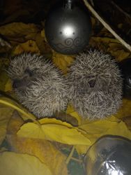 Hedgehog Babies