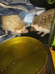 Two four month old hedgehogs