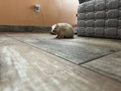 Female hedgehog