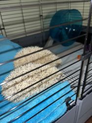 Two Hedgehogs For Sale(including everything;with cage)
