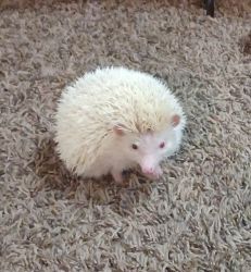 Male albino Hedgehog