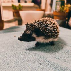 I need to sell my Hedgehog pronto