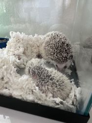 Hedgehogs. 2 months old