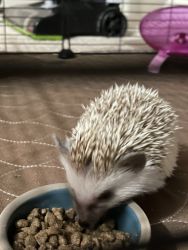 Want a hedgehog I got one for sale