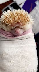 Hedgehog For Sale!