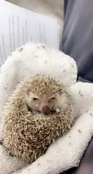 Lucy the Hedgehog