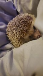 Biscuit the Hedgehog