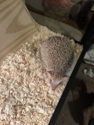2 Hedgehogs looking for loving home