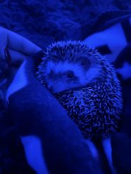 Absolutely beautiful hedgehog , she’s a female and under a year