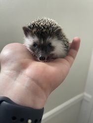 Baby Hedgehogs Available