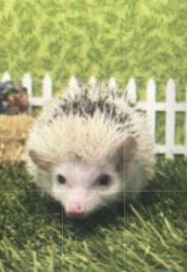 Rare Hedgehog