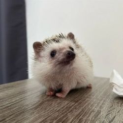 Home Raised Hedgehog For Good homes
