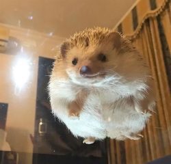 Pockets Small Hand Seized Hedgehog For Sale