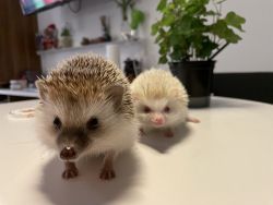 Hoglets/ hedgehogs