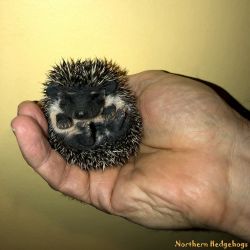 Hedgehog Babies from Registered Breeder