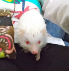 Albino Pygmy Hedgehog for sale!