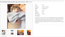 Year Old Hedgehog With Cage & Accessories