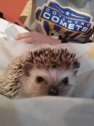5 month hedgehog and cage