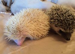 Home trained Hedgehog babies