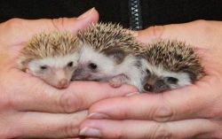 Friendly baby hedgehogs