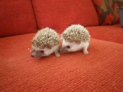 babies hedgehogs looking for a new home