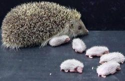 Hedgehog babies
