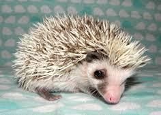 Hedgehog for sale at affordable price.