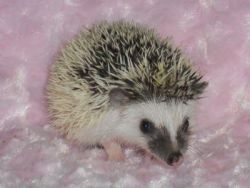 Baby Hedgehogs For Adoption #xxx xxx xxx8