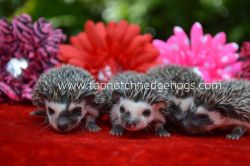 Gorgeous Baby Hedgehogs