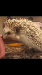 Hedgehog with cage