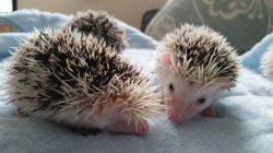 2 african pygmy hedgehogs for sale(text or call (xxx)xxxxxxx)