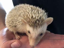 9 weeks old male hedgehog