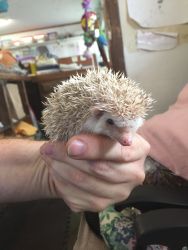 Baby hedgehogs