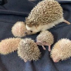 Adorable hedgehogs pet raised Text or call xxx-xxx-xxxx
