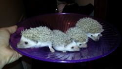 hedgehog babies ready for new home now