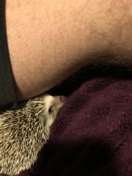 Hedgehog loving and friendly
