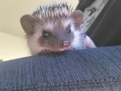 Hedgehod in need of rehoming.