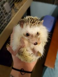 Halsey the Hedgy needs a new home!