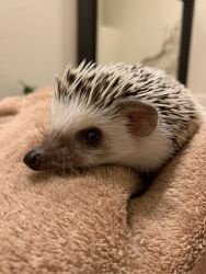 Hedgehog, needs good home