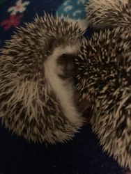 Baby hedgehogs!
