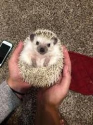 Hedgehogs Available For Sale