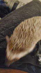 hedgehog for sale, african pygmy