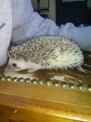 Hedgehogs!!!