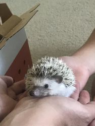 Baby boy hedgehog