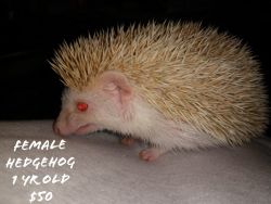 Female hedgehog looking for a new home